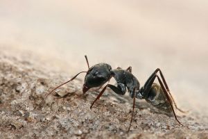 800px-Camponotus_sp._ant